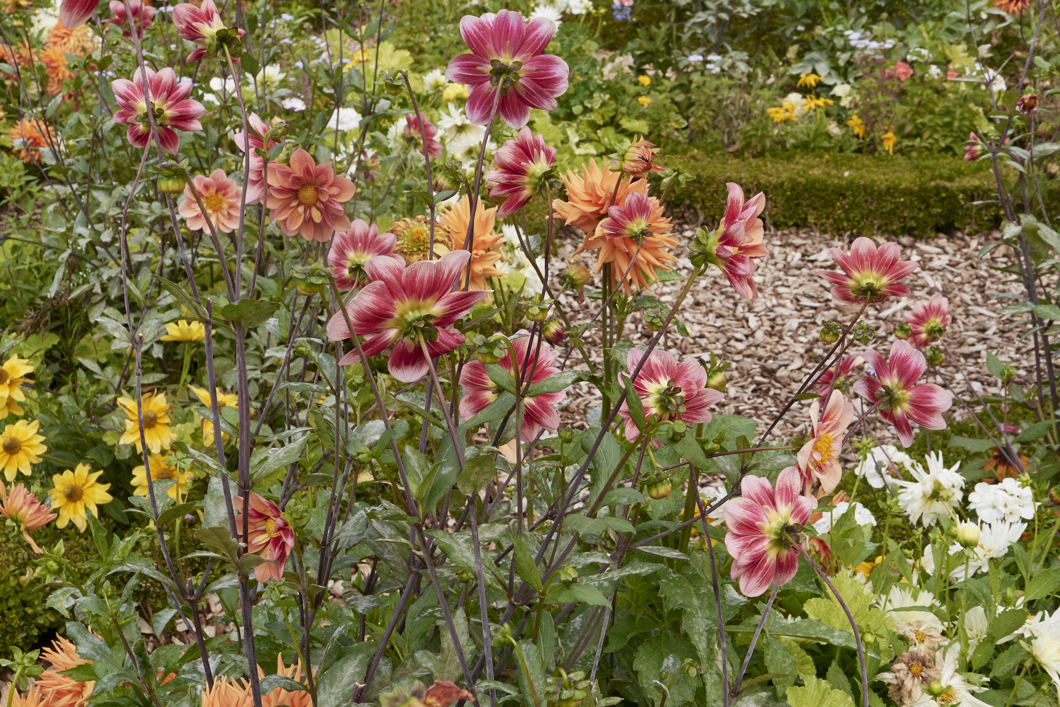 Vaartocht Kagerplassen & Dahlia showtuin